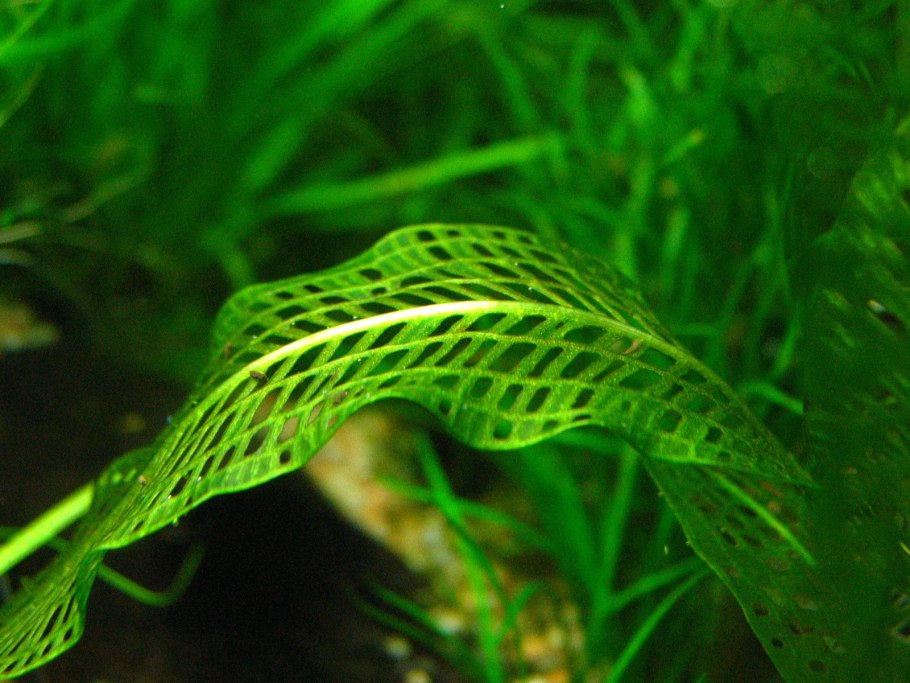 Апоногетон жёстколистный