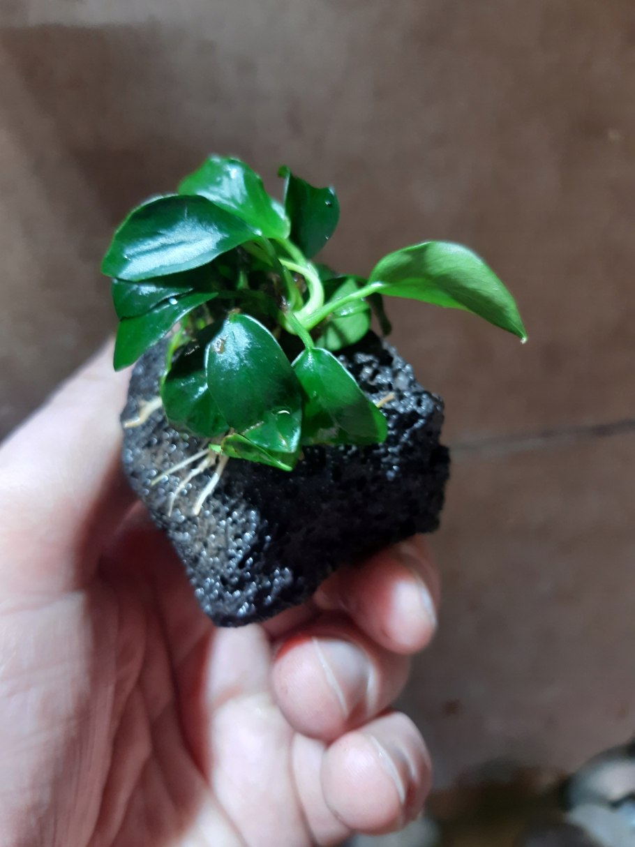Anubias Pangolino