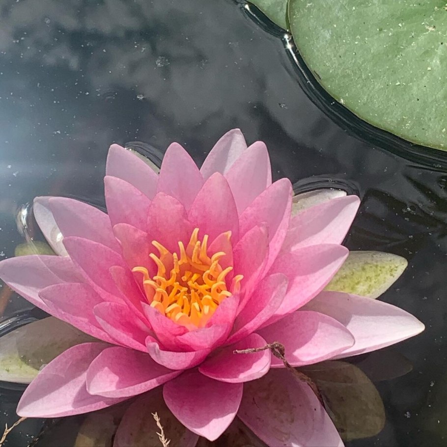 Кувшинка четырехгранная - Nymphaea Tetragona Georgi