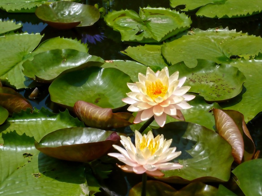 Кувшинка гибридная Nymphaea