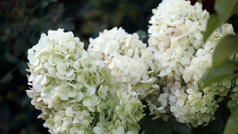 Гортензия Полар Беар