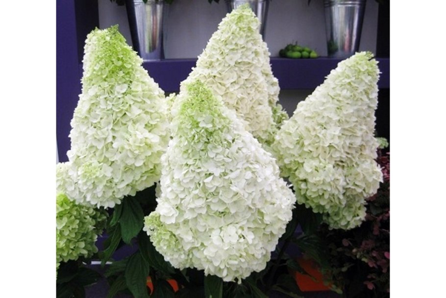 Гортензия Фантом на штамбе