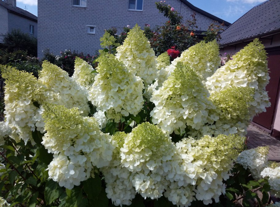 Гортензия метельчатая Polar Bear