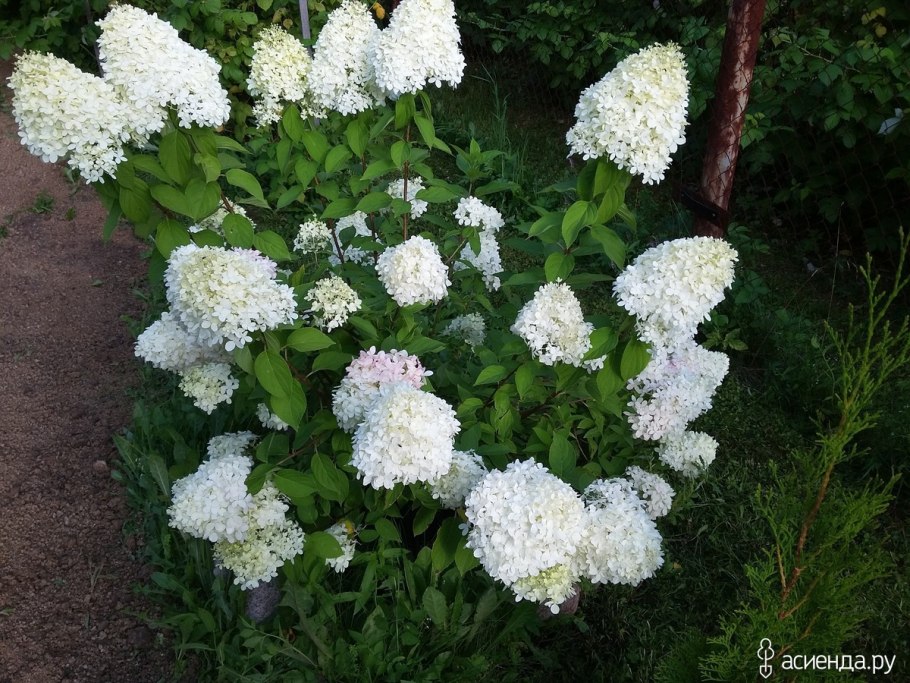 Гортензия метельчатая Polar Bear
