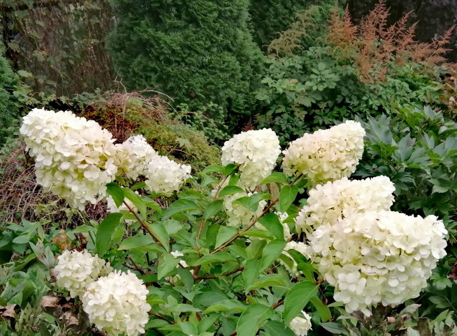 Гортензия метельчатая Полярный медведь