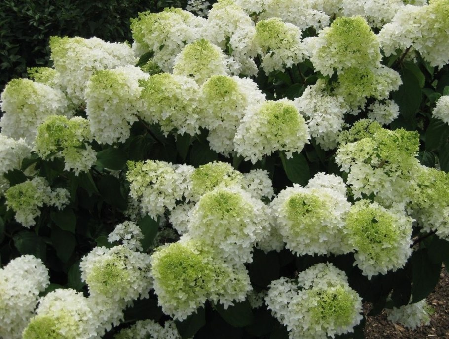 Гортензия метельчатая Фантом