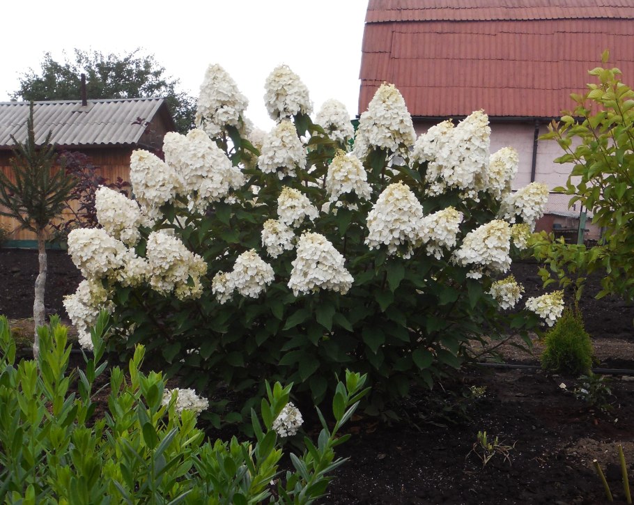 Гортензия метельчатая Полярный медведь