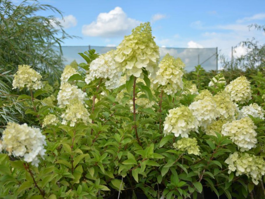 Гортензия метельчатая (Hydrangea paniculata &#96;Polar Bear&#96;)