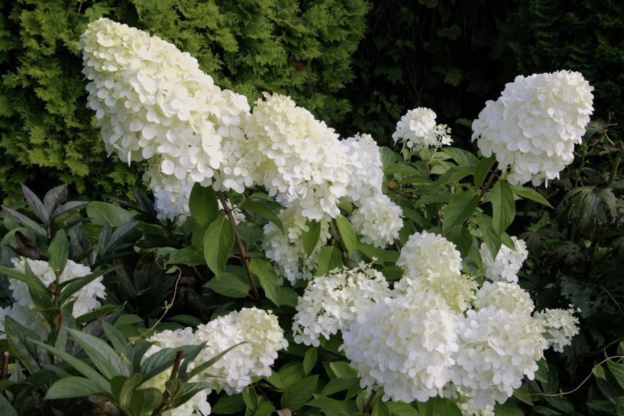 Гортензия метельчатая мэджикмундлайт