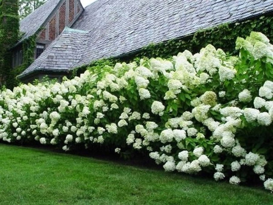 Гортензия метельчатая Полярный медведь