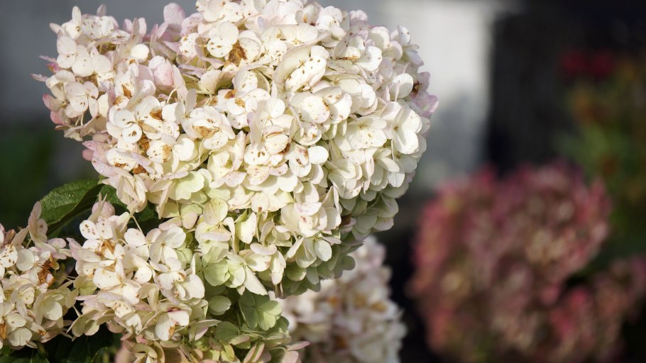 Гортензия метельчатая Полярный медведь