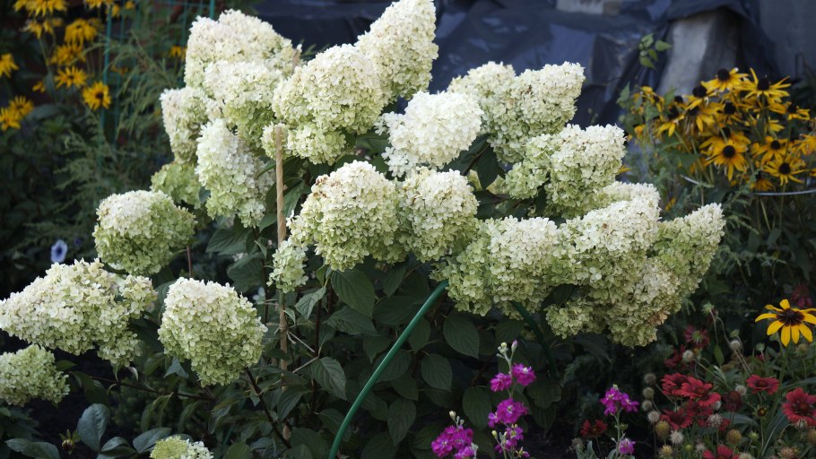 Гортензия метельчатая Polar Bear