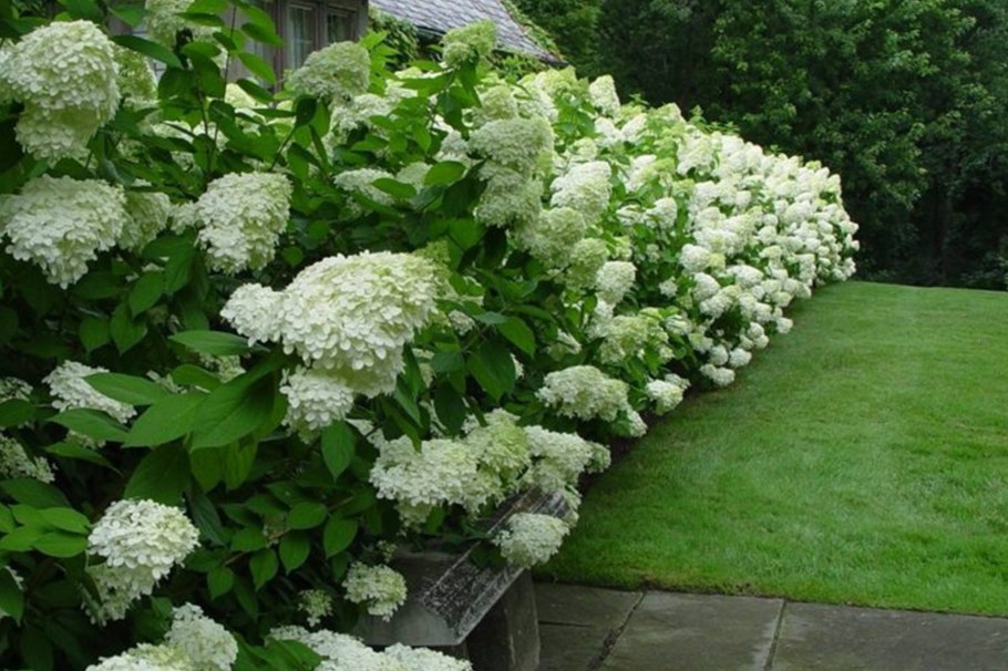 Гортензия метельчатая Полярный медведь