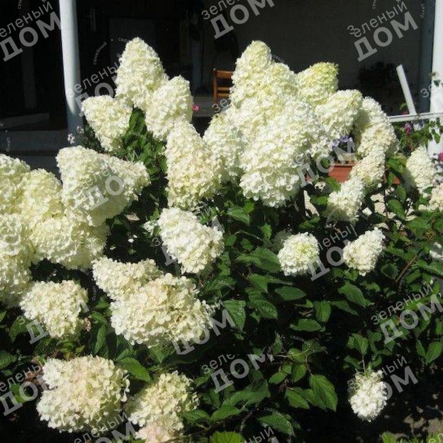 Гортензия Полар бир метельчатая