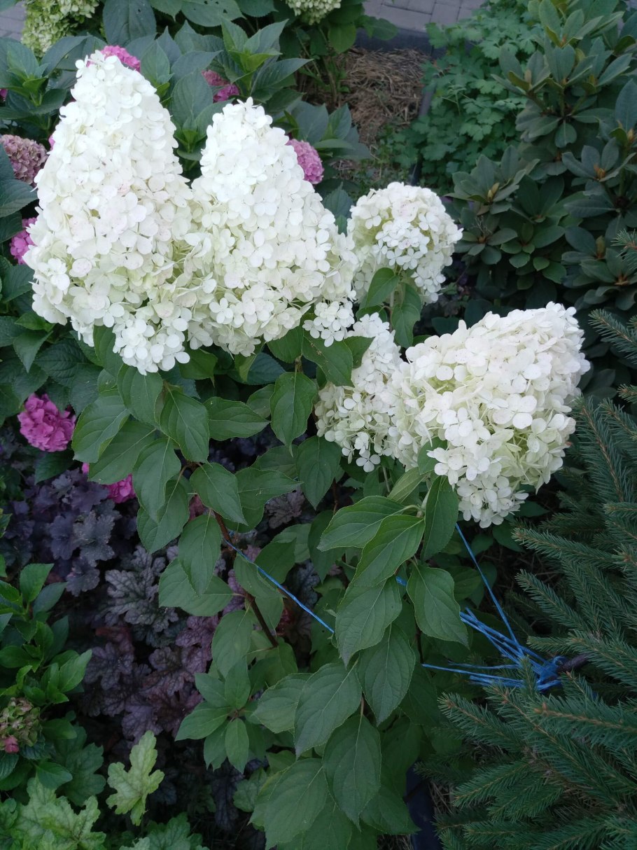 Гортензия метельчатая little Lime