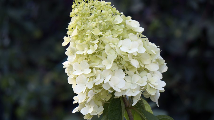 Гортензия Полар бир метельчатая