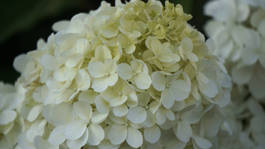 Гортензия метельчатая Полар