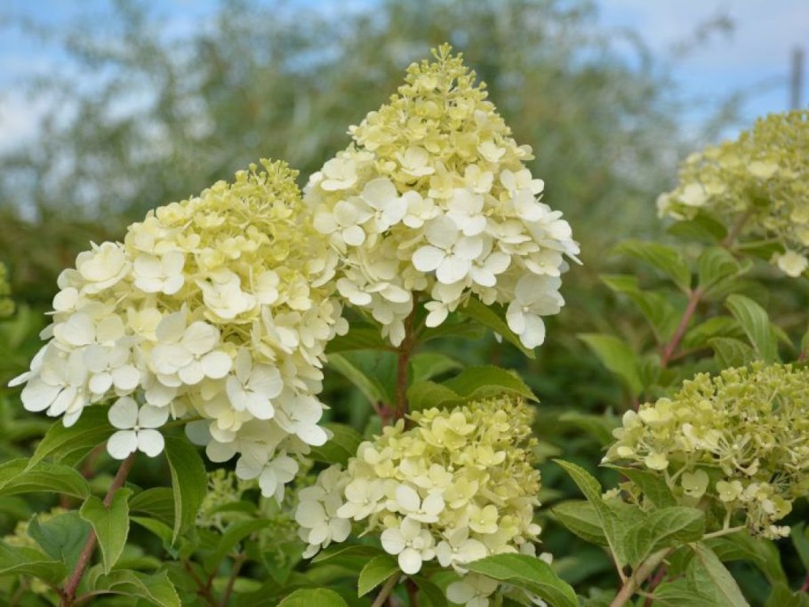 Гортензия Северный медведь