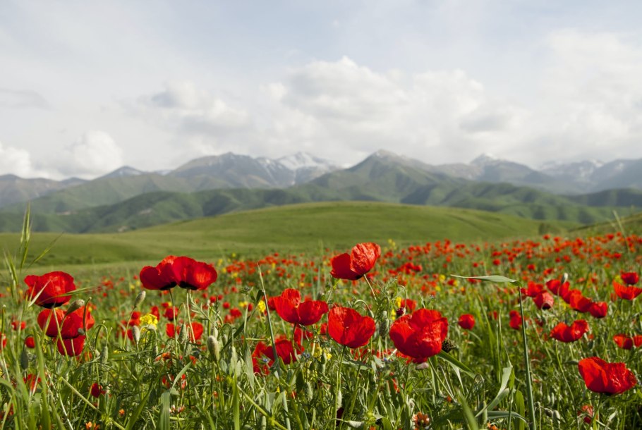 Луга Кыргызстана