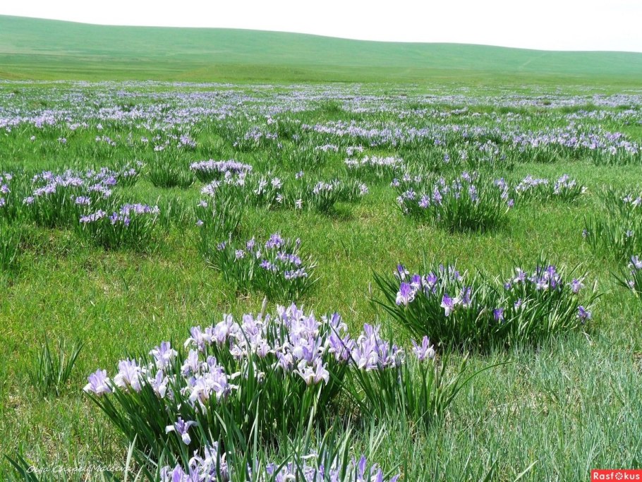 Даурский заповедник Даурский касатики