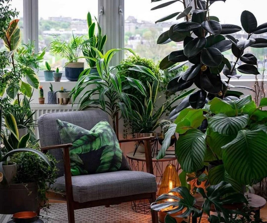 Цветок бамбуковая Пальма