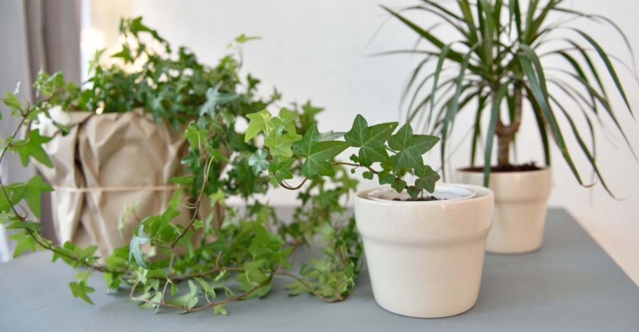 Полезные комнатные растения названия