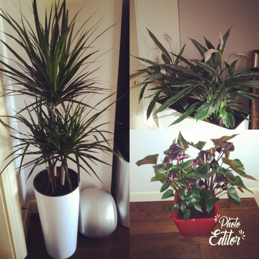 Хлорофитум хохлатый