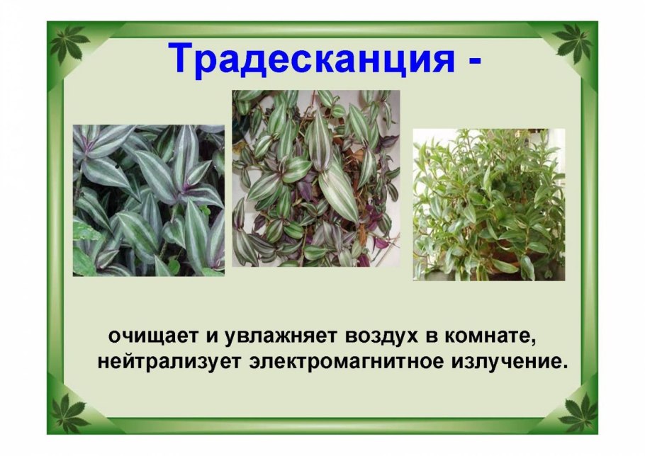 Комнатные растения