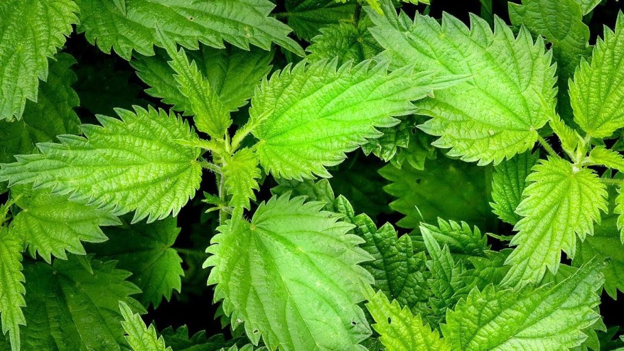 Крапива двудомная настой