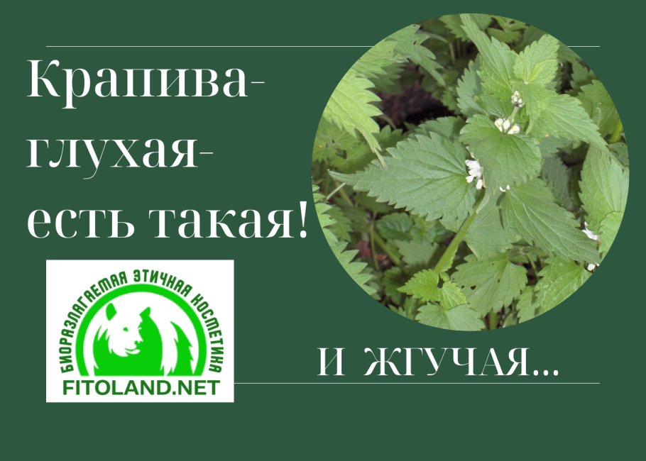 Целебные травы крапива