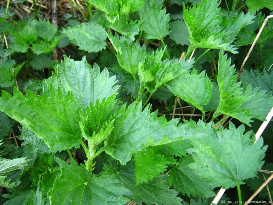 Молодой крапивы листья