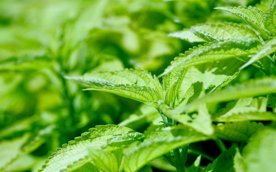 Крапива двудомная корень