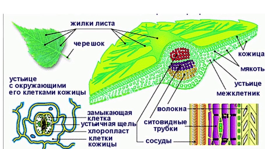 Строение и структура листа биология 6 класс