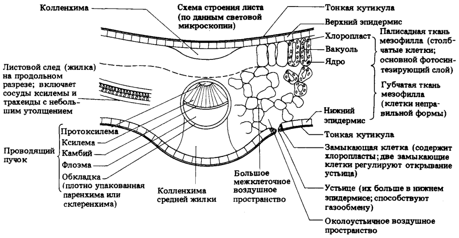 Тканевые системы растений