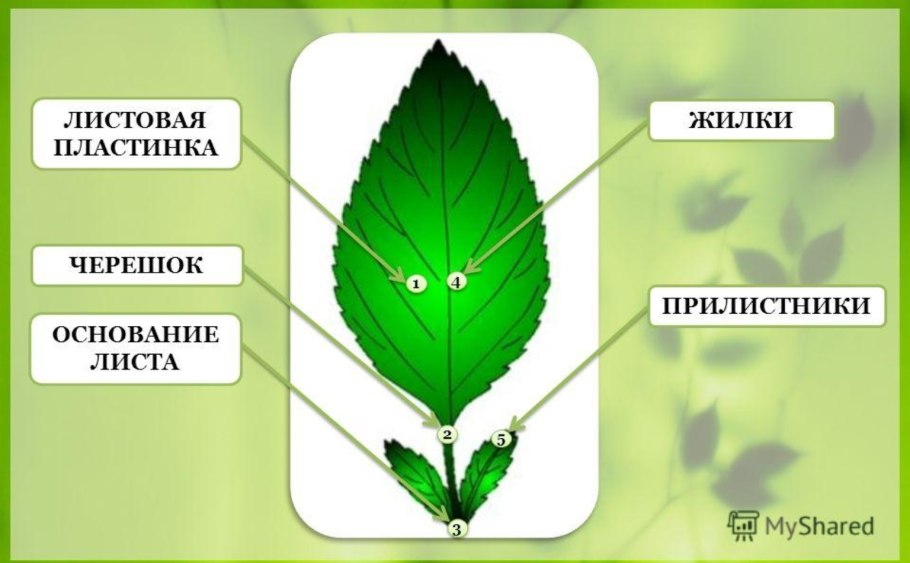 Строение листа сидячий и черешковый