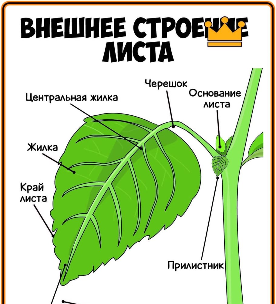 Основание черешок листовая пластинка листа
