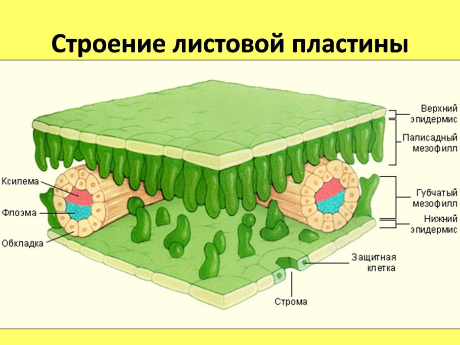 Строение листа однодольного растения