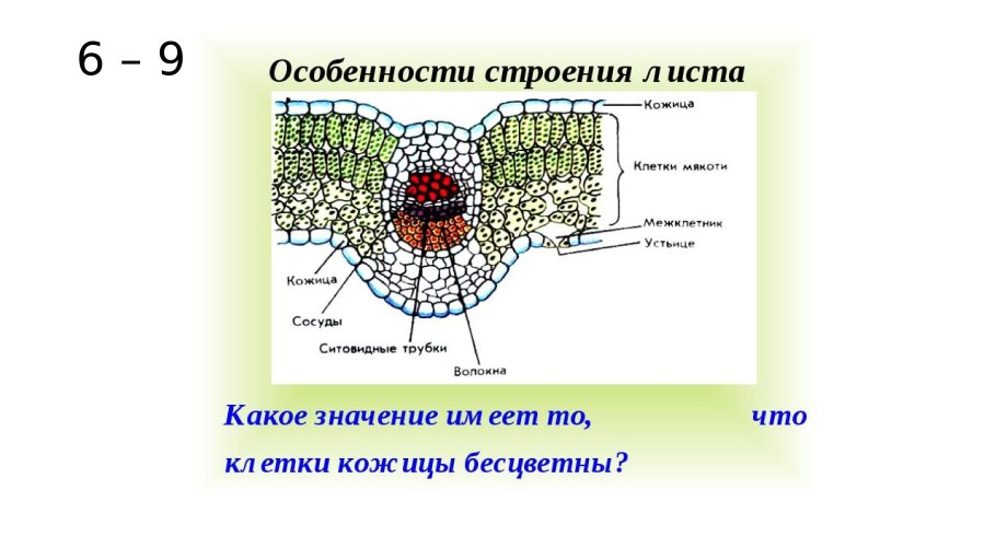 Клетки мезофилла листа