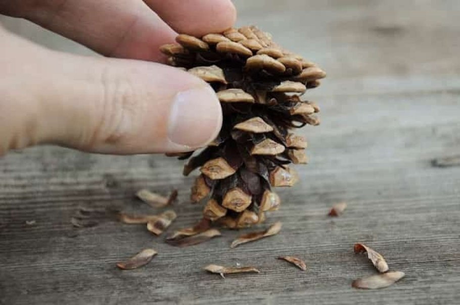 Дуб черешчатый (Quercus Robur)