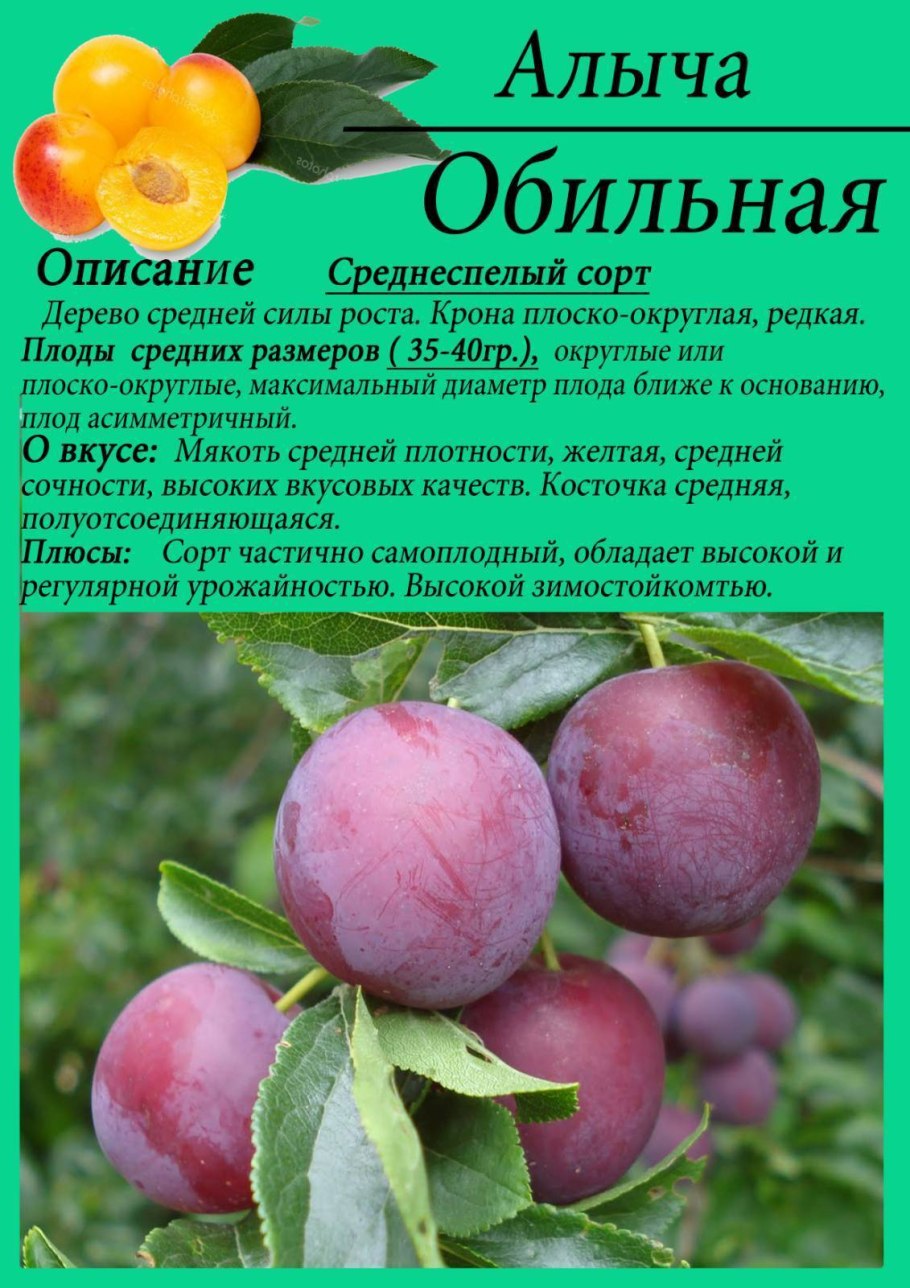 Слива обильная описание сорта