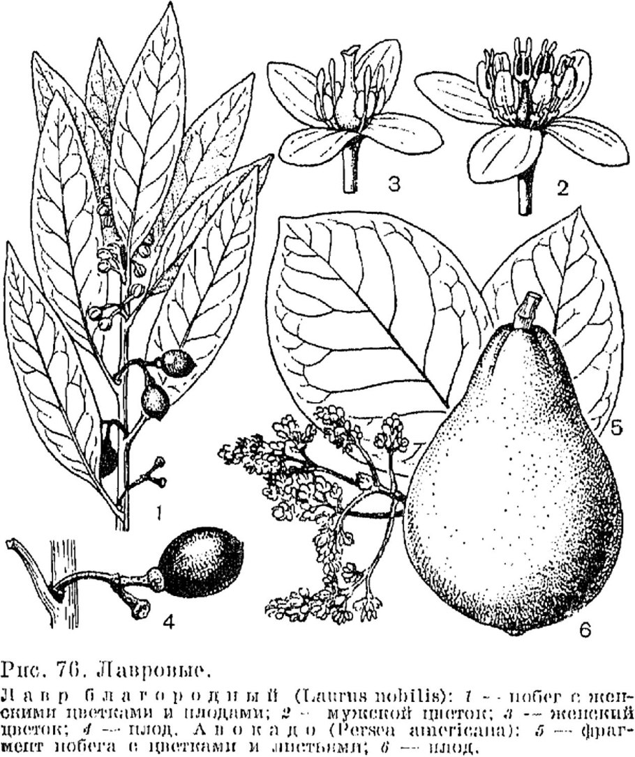 Лавр благородный (Laurus Nobilis)