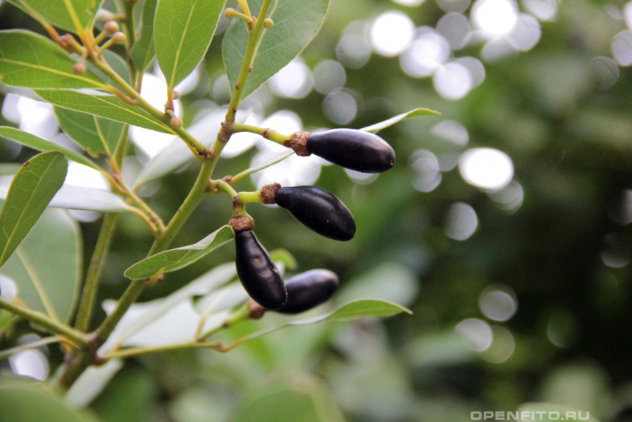 Лавр благородный (Laurus Nobilis)