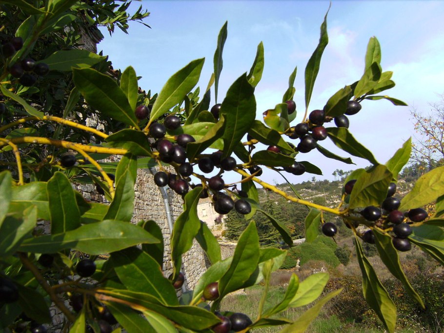 Лавровишня laurocerasus