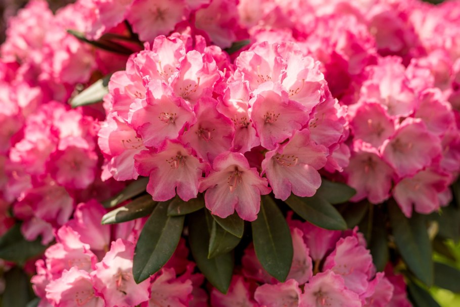 Рододендрон якушиманский