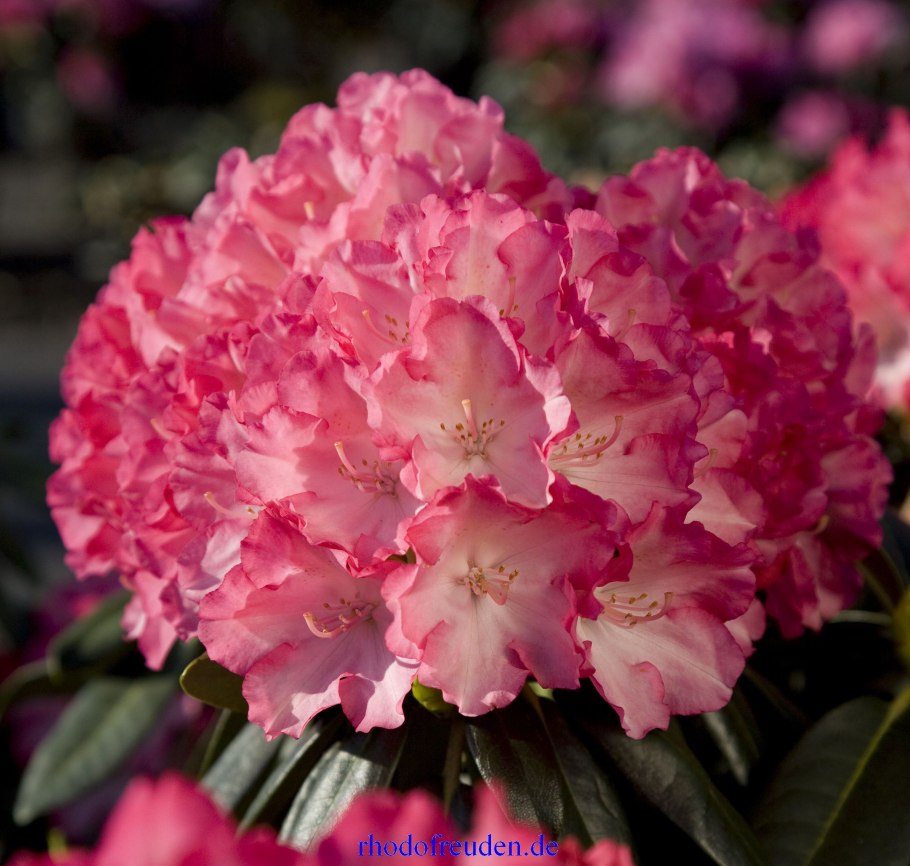 Рододендрон якушиманский Аннушка