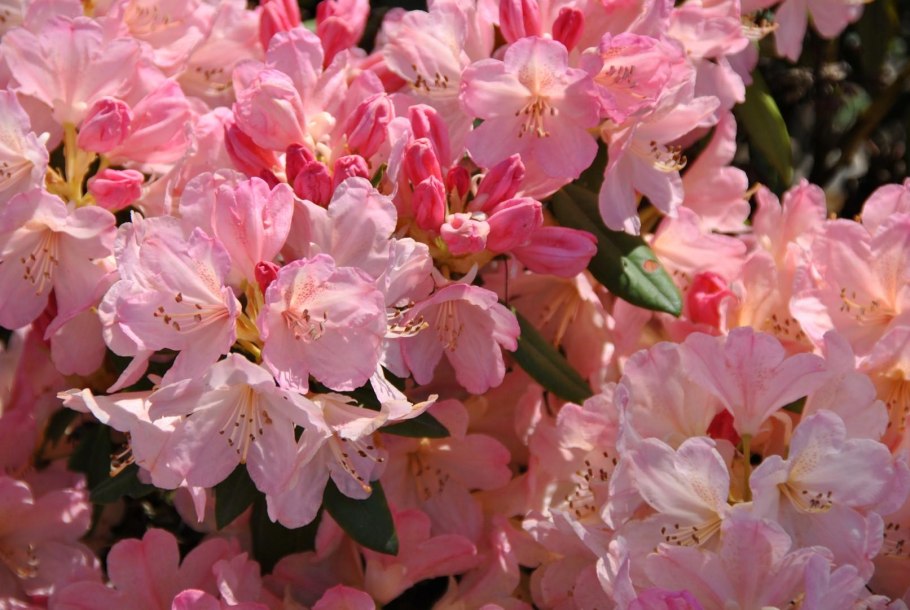 Рододендрон якушиманский