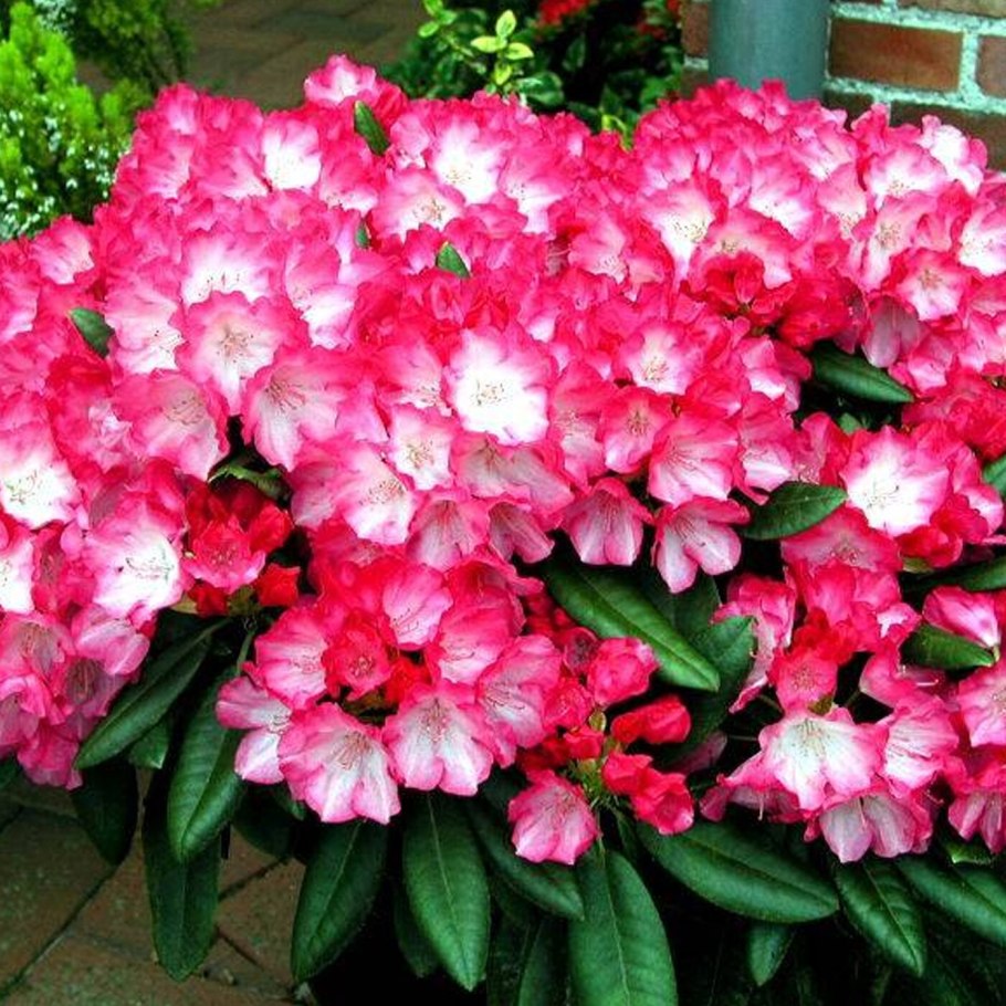 Рододендрон якушиманский