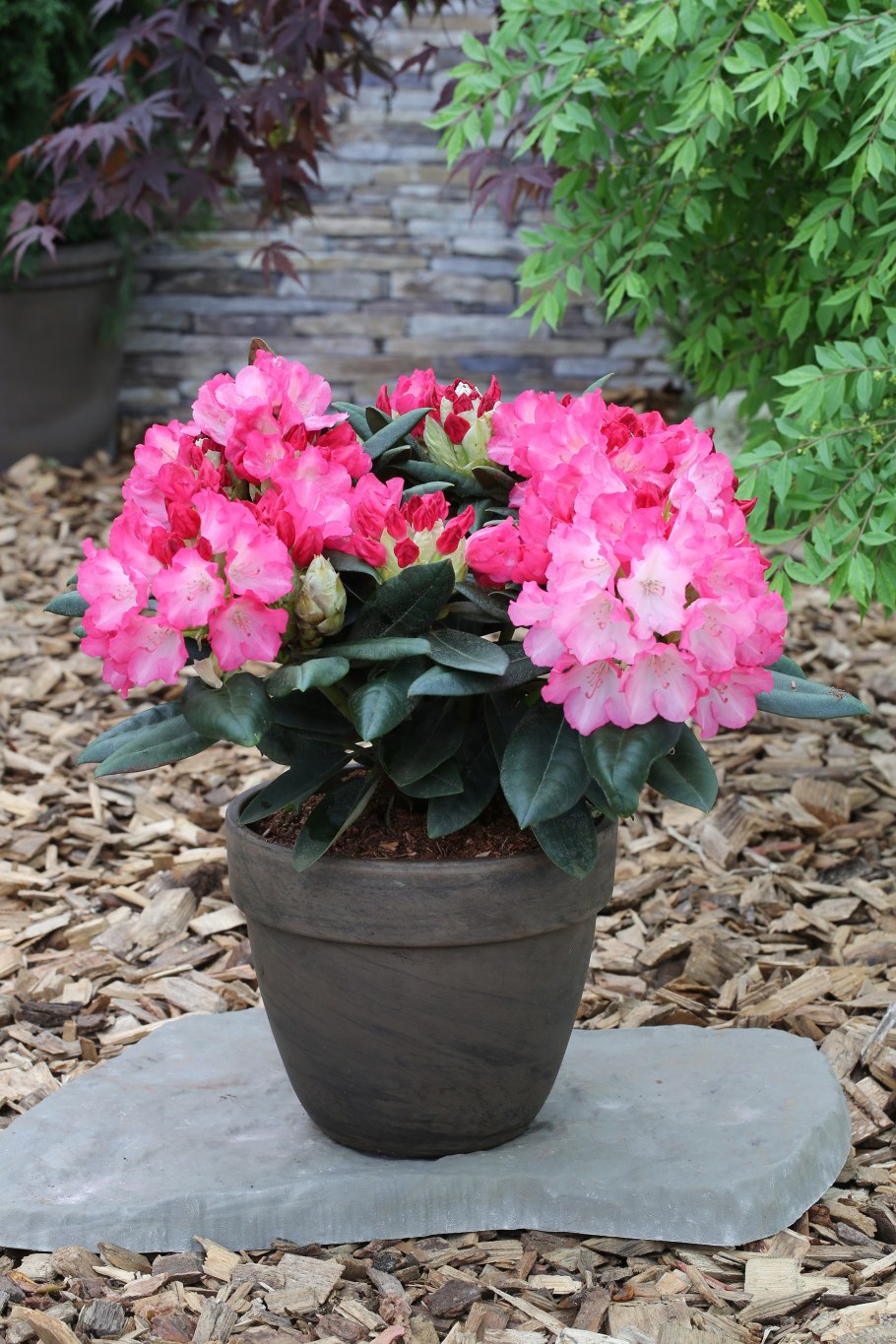 Рододендрон якушиманский перси вайзмен