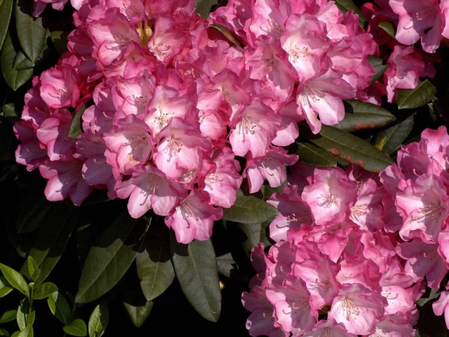 Рододендрон якушиманский