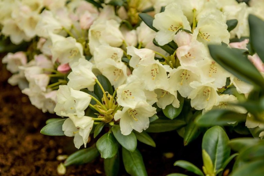 Рододендрон якушиманский Лихтфаер